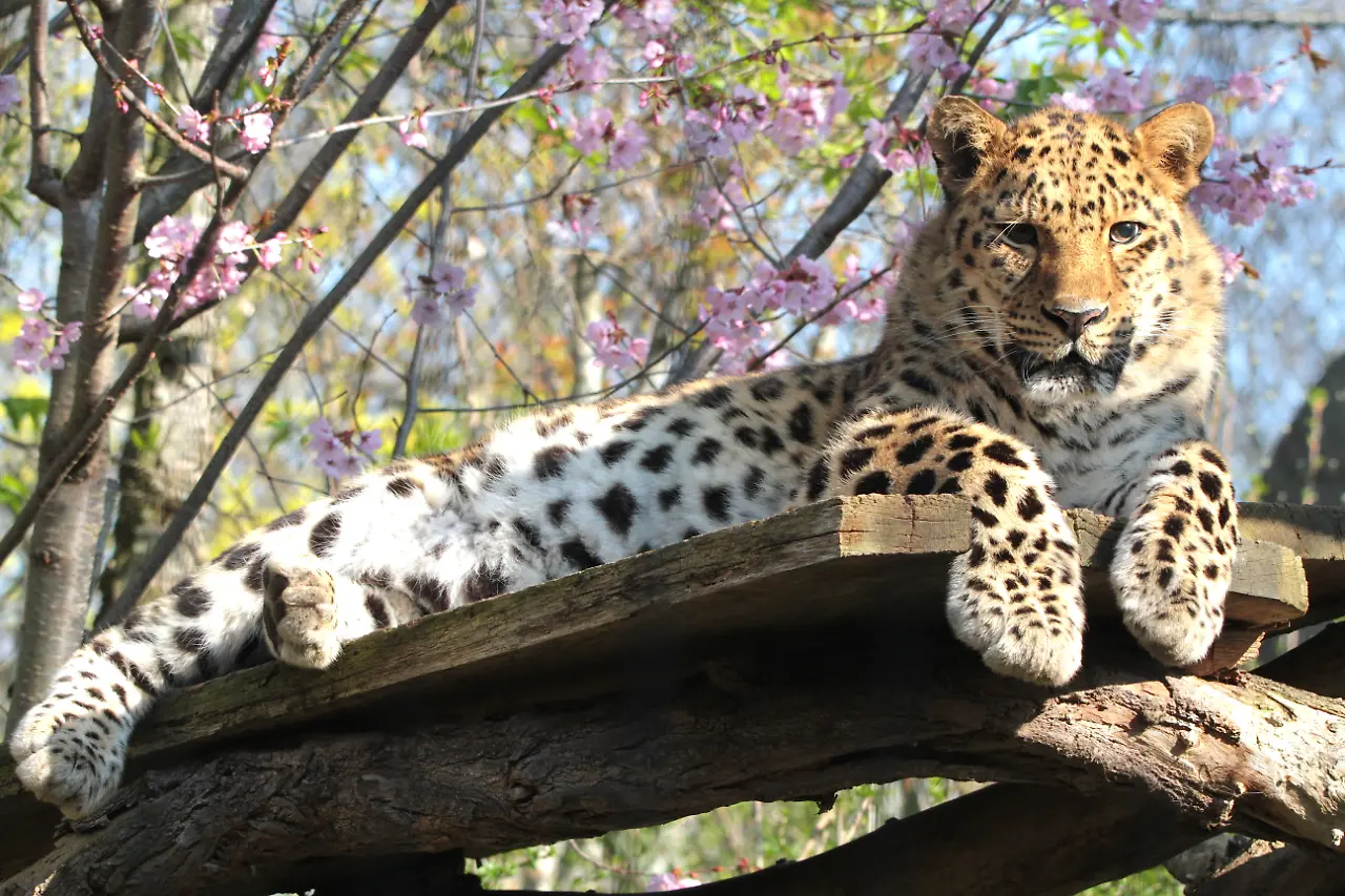 2023-amurleopard-jens-hummel-36-1741695076.jpg