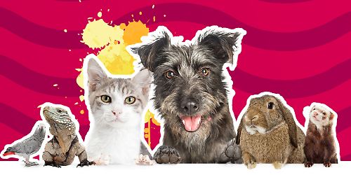 TierischesQuiz_Teaser